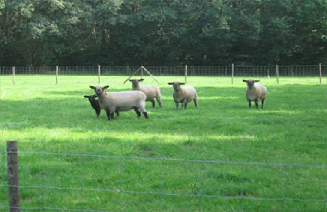 ons-kinderparadijs-erm-schapen
